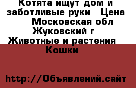 Котята ищут дом и заботливые руки › Цена ­ 1 - Московская обл., Жуковский г. Животные и растения » Кошки   